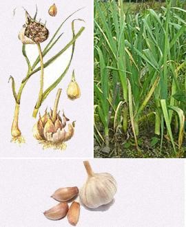 ЛЕЧЕБНЫЕ СВОЙСТВА ГЕРМАНИЕВОГО КОЛЬЕ И БРАСЛЕТА