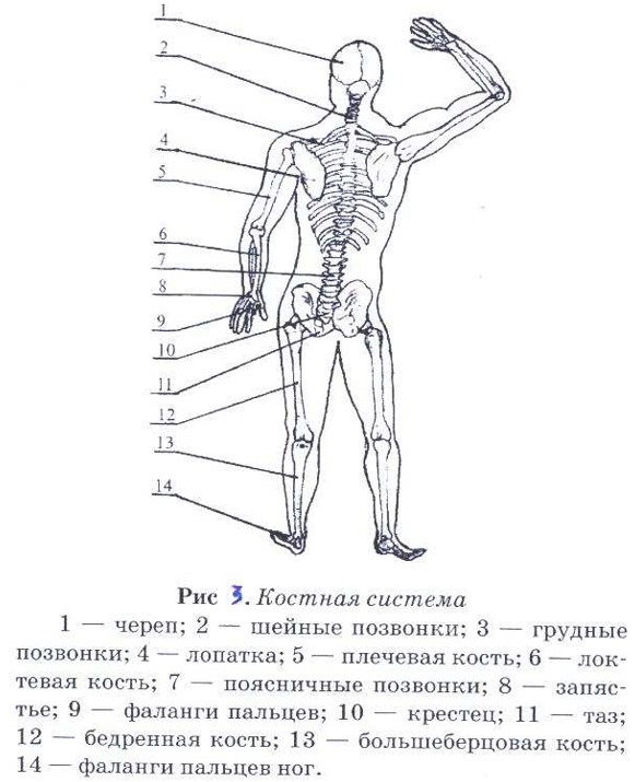 Кордицепс для лечения Костной системы человека