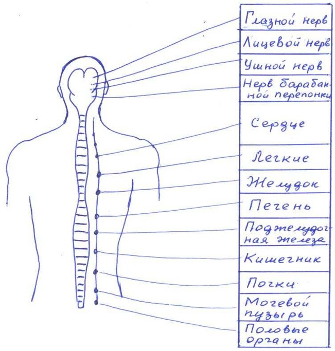 Кордицепс для лечения нервных центров человека