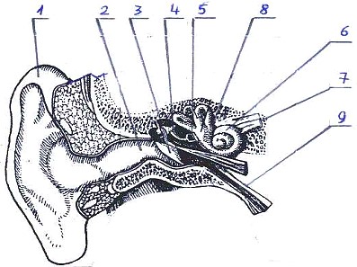 Кордицепс для лечения заболеваний уха человека